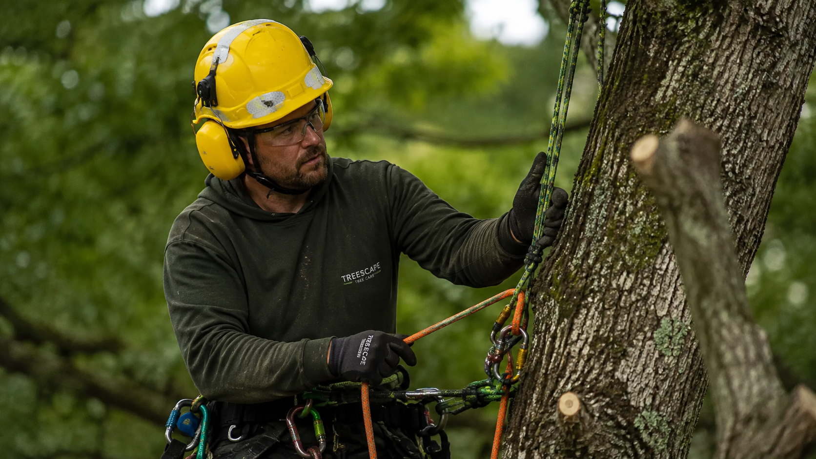 Travailleur forestier portant un casque de s&eacute;curit&eacute; jaune avec protection auditive lors de travaux d'entretien des arbres